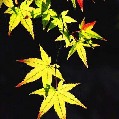 云平台登录注册入口