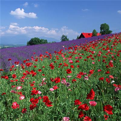 幸运彩票app官方版下载